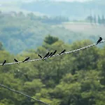 Vignano40 Prázdninový dům Siena