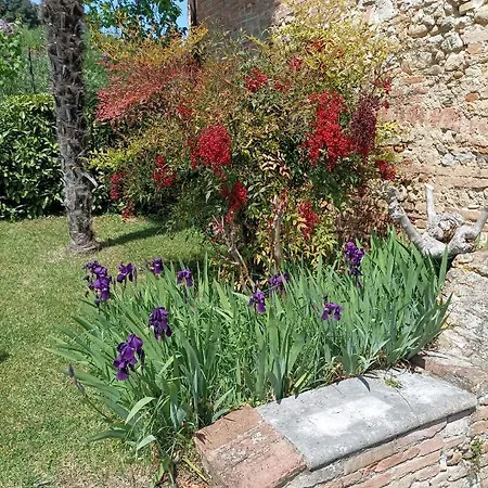 Vignano40 * Siena